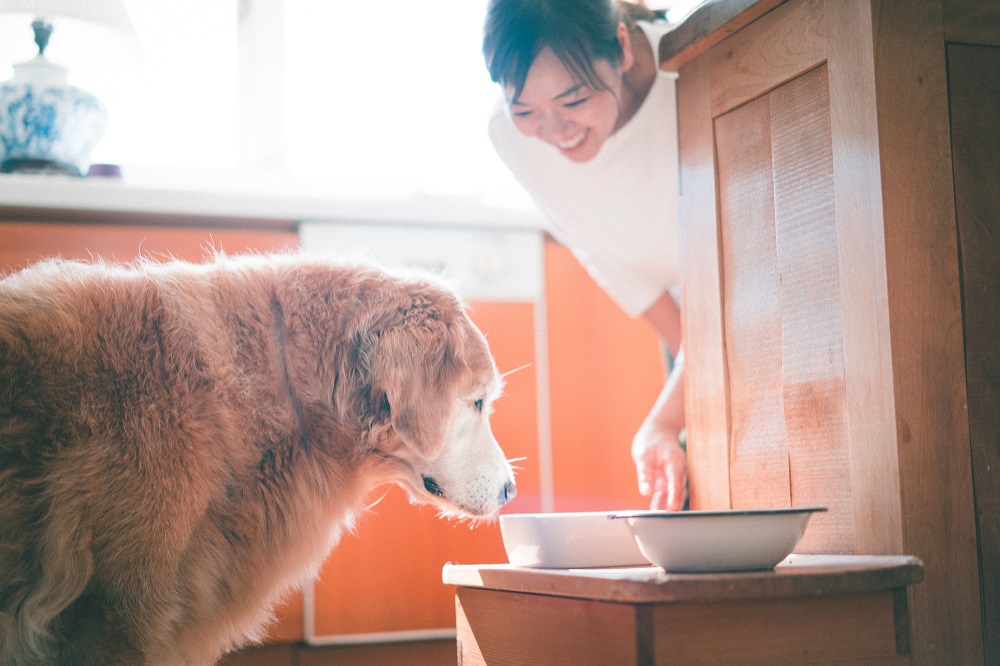 もう迷わない。犬の手作りごはん『調理法』4原則