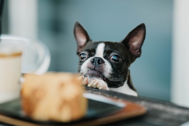 犬にとって『糖質』は善か悪か？