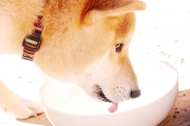 水を飲む犬