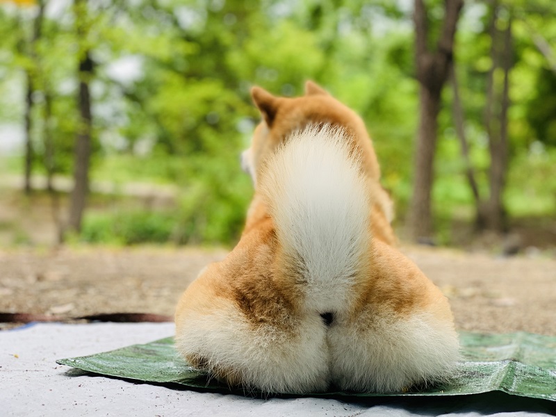 たかが「ウンチ」されど「ウンチ」