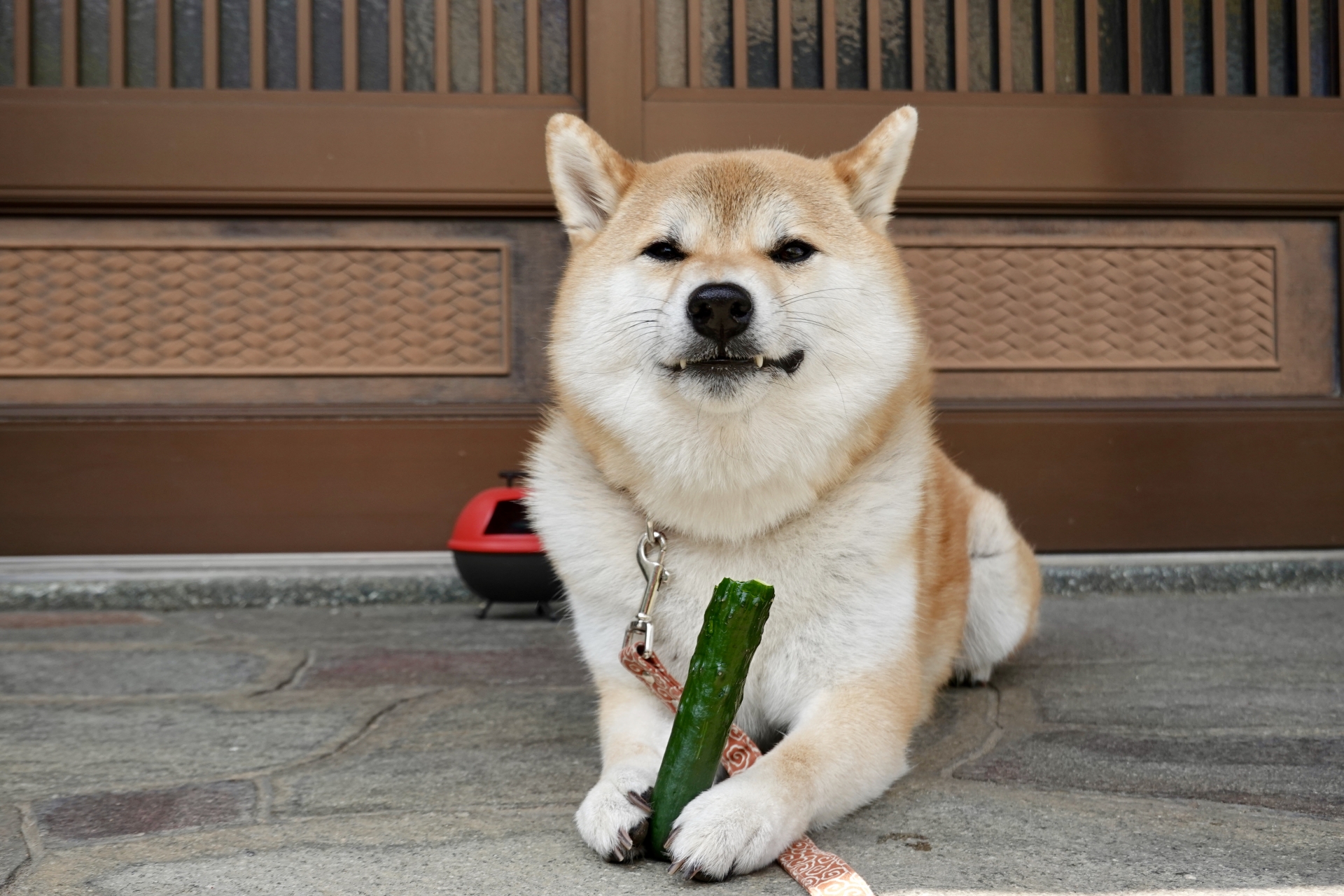 きゅうりを食べる犬