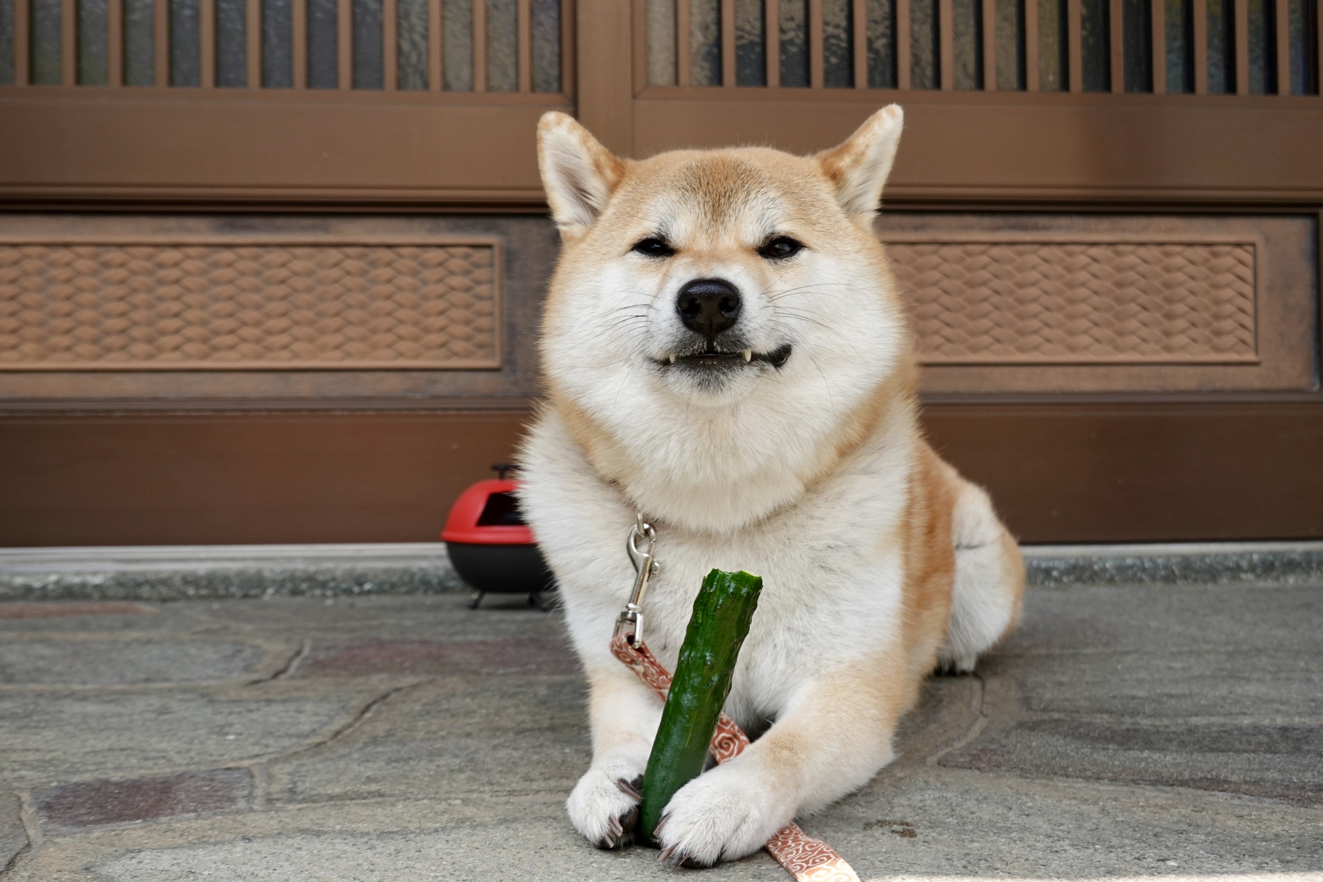 犬と猫の食事えらびで、見落としがちな「栄養」の話