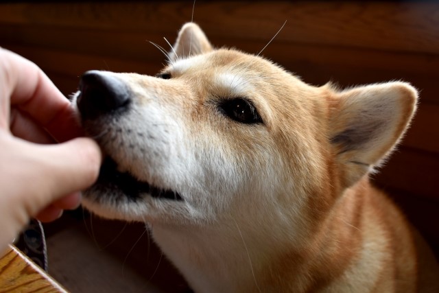 がんなど、犬猫の病気に食事で何ができる？~「病気と食事管理」スクーリングで学ぶ~