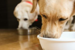 犬ごはん