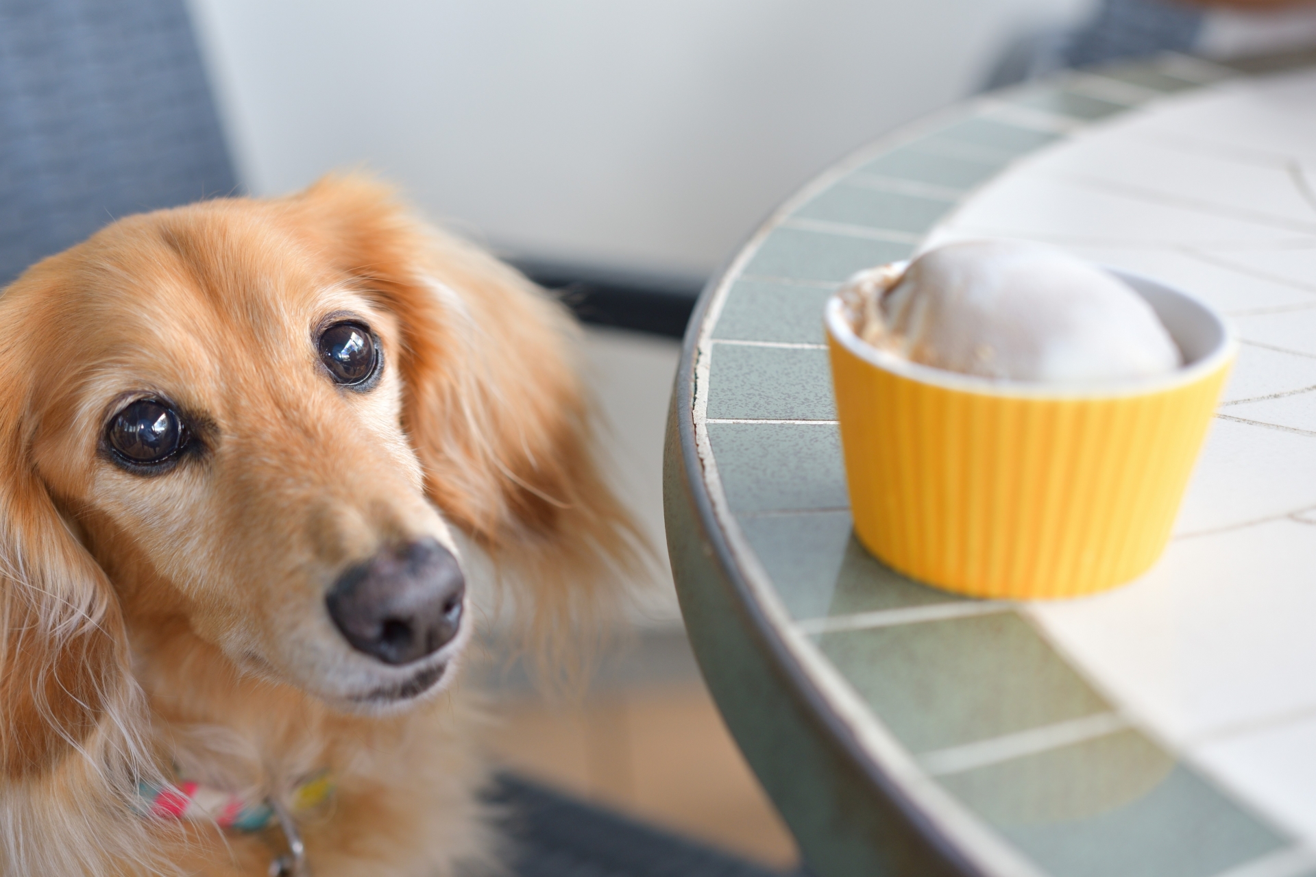 シニア期用の食事に替えるのは、いつから？