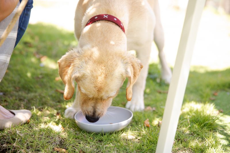 外でご飯を食べる犬