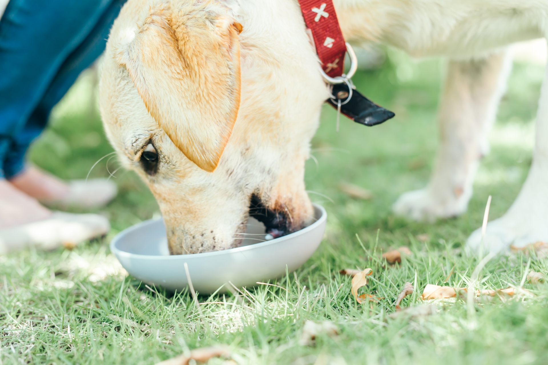 犬猫ごはんのお肉の種類、違いを知って使い分けよう