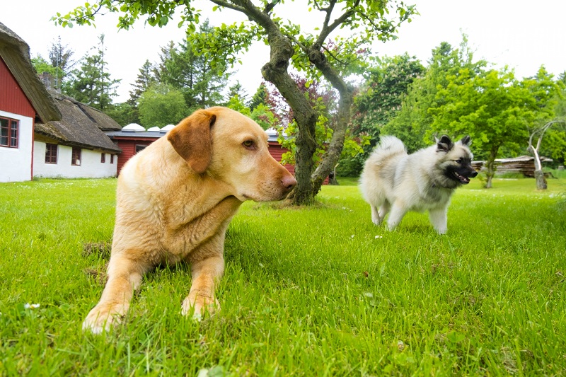 犬2頭かけっこ