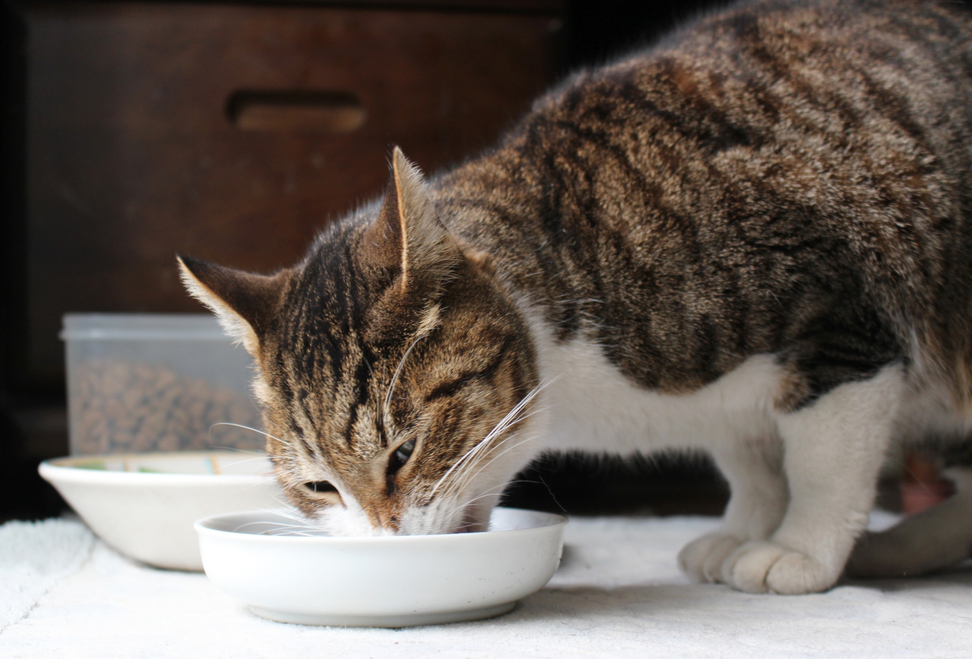 猫の食事中