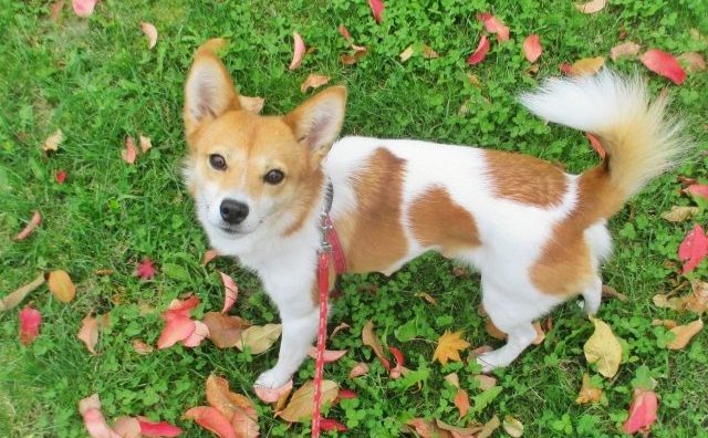 秋の風景と犬