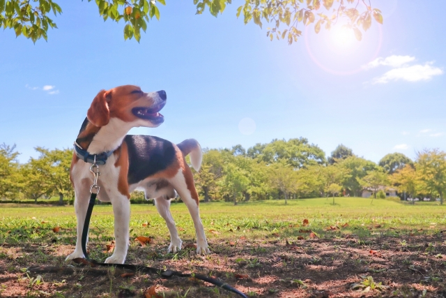 まぶしがる犬