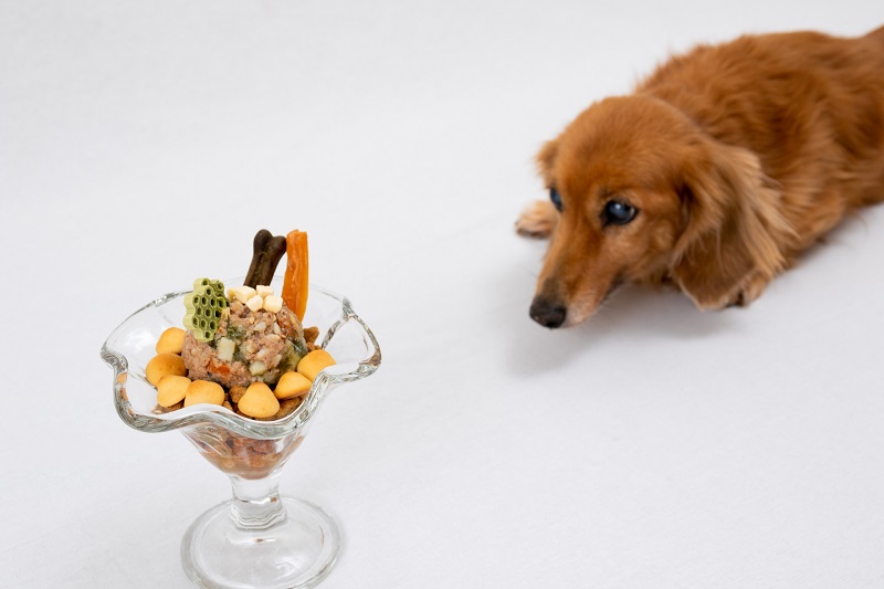 愛犬は「食べない」それとも「食べられない」？原因の探り方