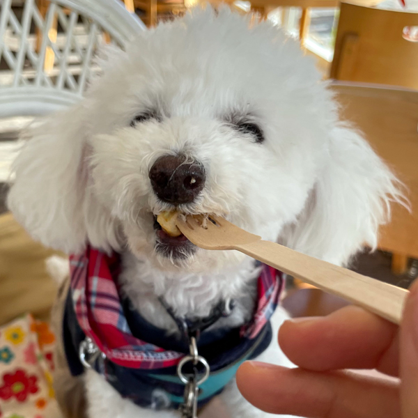 愛犬が教えてくれた、「知っていればできることの大切さ」