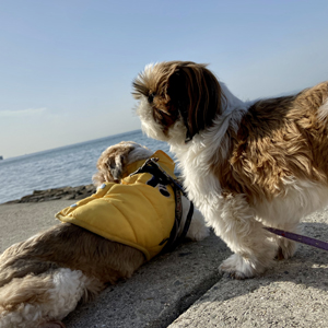 愛犬OKのカフェ、オリジナルフード開発…食事の知識でビジネスを拡大！