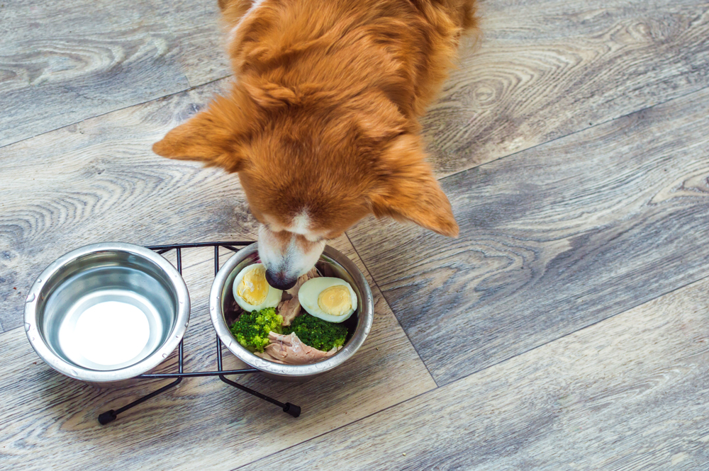 「犬の手作りごはんの知識」は仕事でどう活かせる？