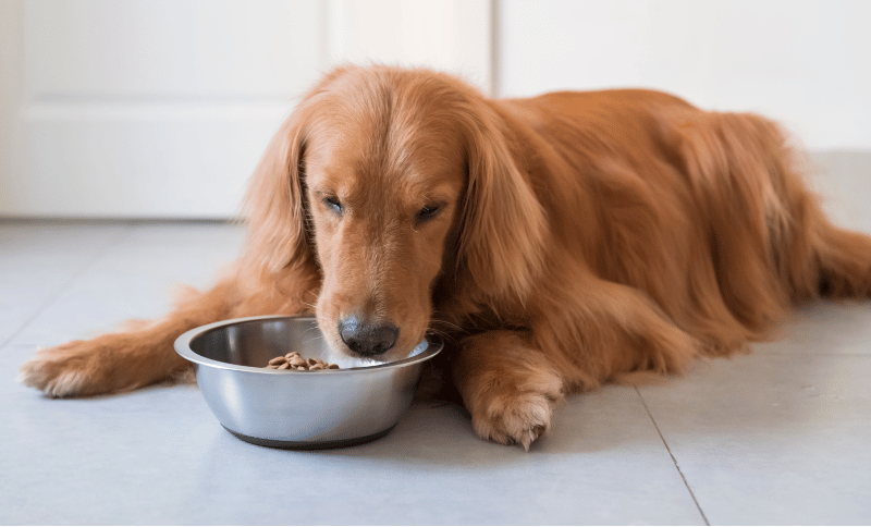 フードを食べる犬